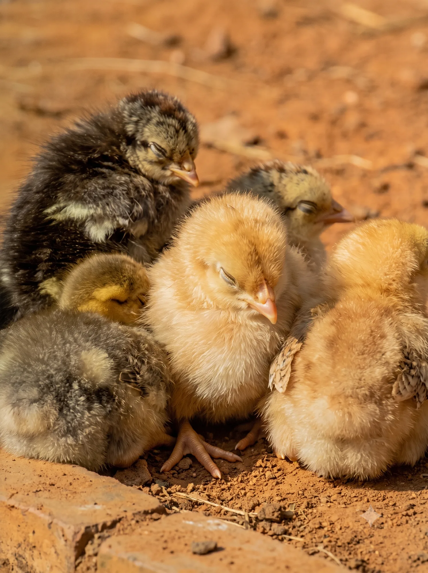 A group of fluffy baby chicks huddled together on reddish-brown soil in the sunlight